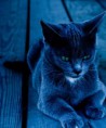 /album/galerie-photos/chat-bleu-jpg/